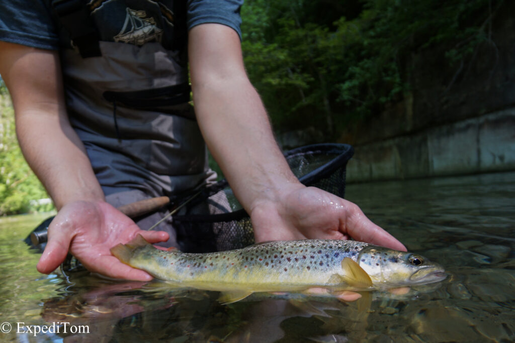 The first fish of this trip caught on a deeply dead drifted nymph. The brown trout gave a hell of a fight!