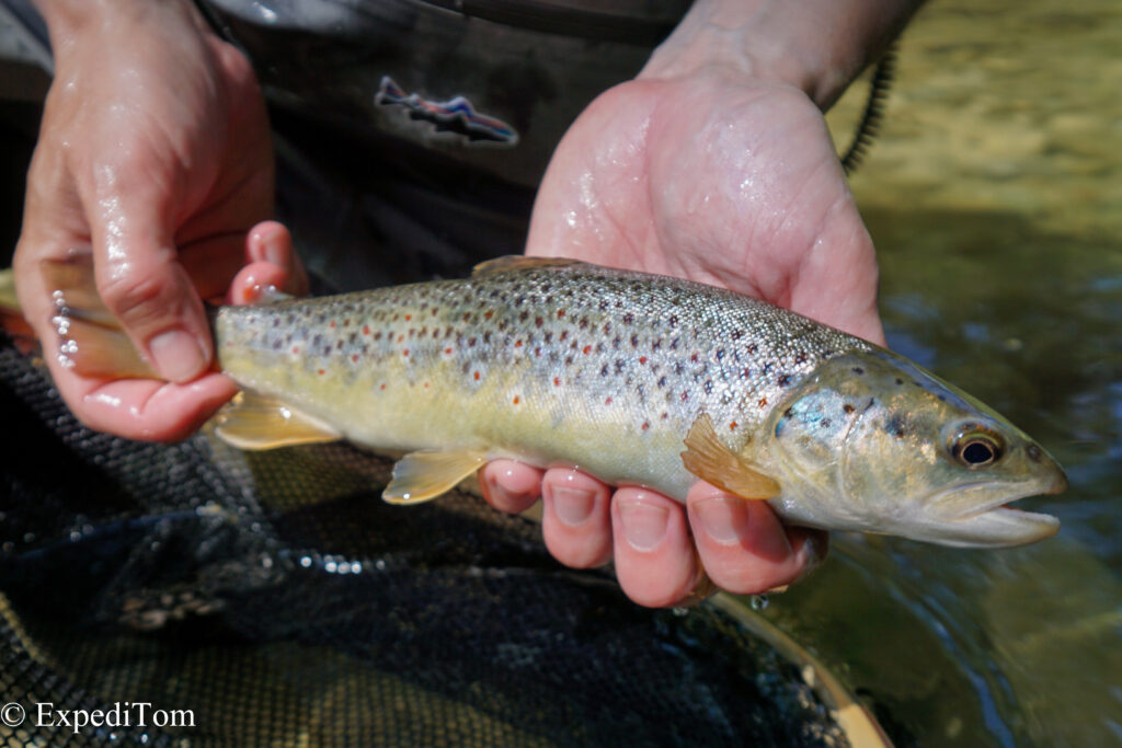 Second fish caught by André during the fly fishing exploration in the Canton Bern