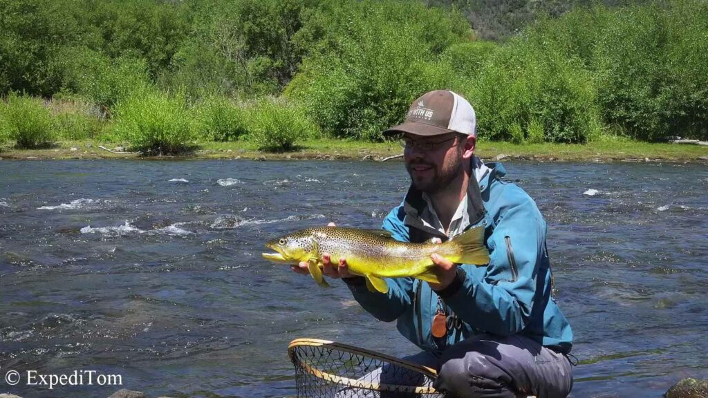 Stunning Chilean Brown Trout caught in Patagonia Fly fishing Expeditom Chilean Patagonia