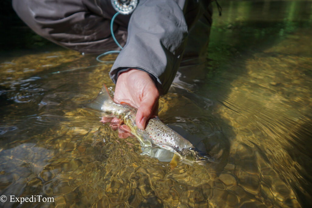 Trout caught fly fishing guiding in Switzerland in a small mountain creek