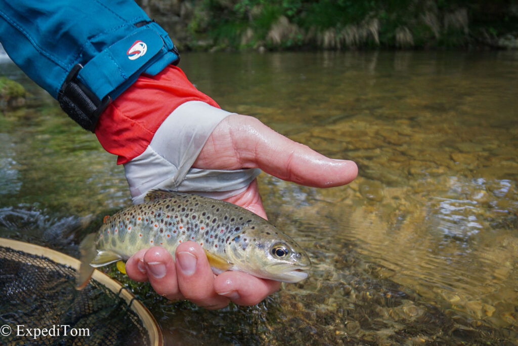 First catch of the day on a gold bead nymph in faster water.