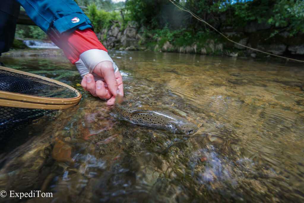 Releasing the small trout back to its habitat.