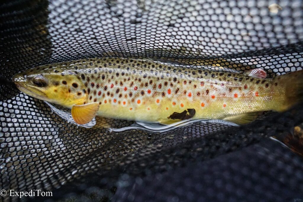 Swiss brown trout from the canal - amazing how beautiful fish can grow in such a ecological wasteland
