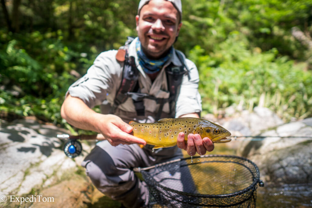 Lovely brown trout from the Black Forest Creek in Germany