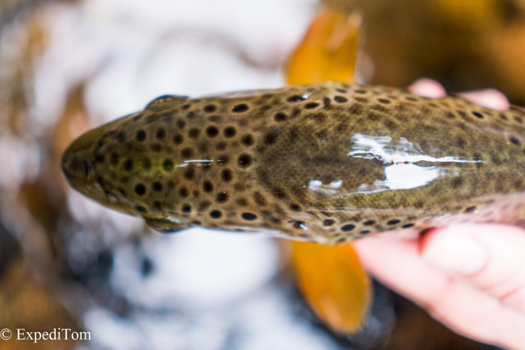 Amazing pattern on the head of a trout from the Black Forest creek in Germany