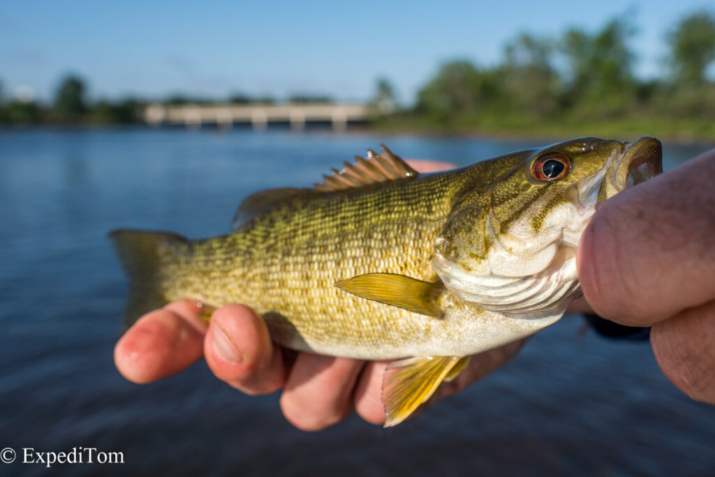 Bass Fly Fishing in Ottawa Canada (7)