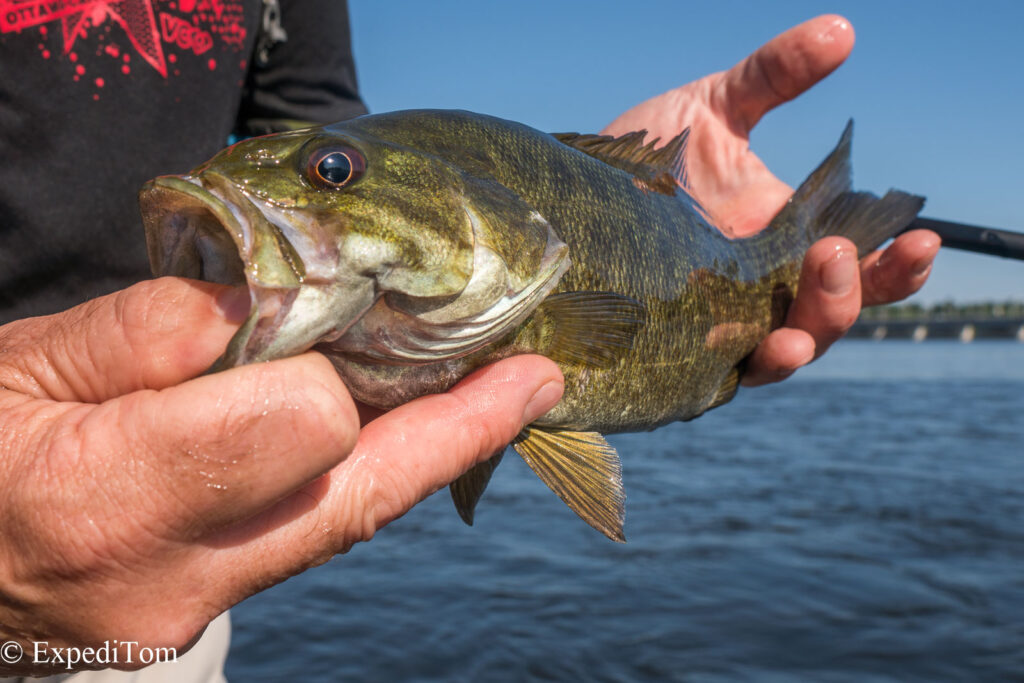 Fly fishing the flats of Ottawa for Bass
