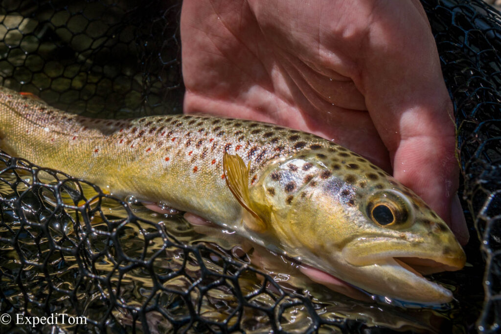 Wonderful wild brown trout from a Swiss mountain creek Wonderful wild brown trout from a Swiss mountain creek