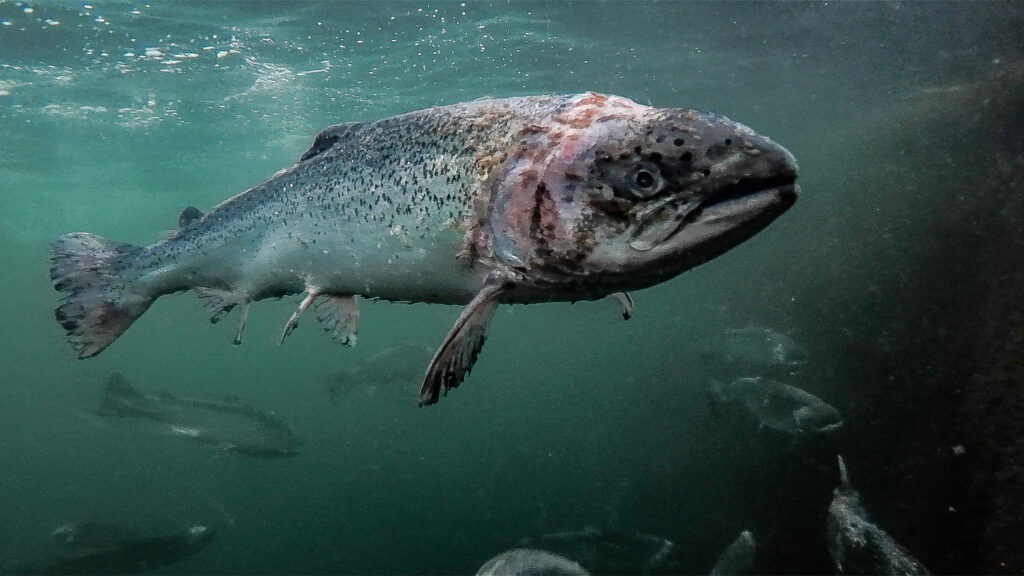 “Farmed Scottish Salmon showing a severe infestation and damage from sea lice. Pictured Aug 2018, Vacasay Salmon Farm, Isle of Lewis.” Corinne Smith “Farmed Scottish Salmon showing a severe infestation and damage from sea lice. Pictured Aug 2018, Vacasay Salmon Farm, Isle of Lewis.” Corinne Smith