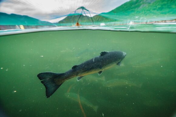 Net-pen salmon farms concentrate fish at unnaturally high levels, creating ideal conditions for disease, parasites and other health issues. Alta, Norway. BEN MOON Net-pen salmon farms concentrate fish at unnaturally high levels, creating ideal conditions for disease, parasites and other health issues. Alta, Norway. BEN MOON