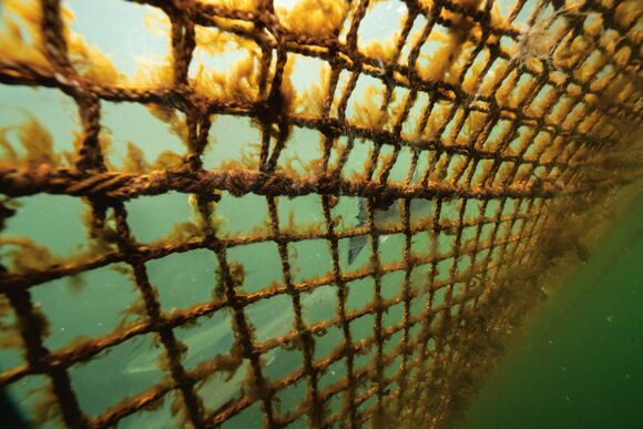 Net-pen salmon farms allow parasites and disease—and the chemicals used to treat them—to flow freely into surrounding waters. Alta, Norway. BEN MOON Net-pen salmon farms allow parasites and disease—and the chemicals used to treat them—to flow freely into surrounding waters. Alta, Norway. BEN MOON