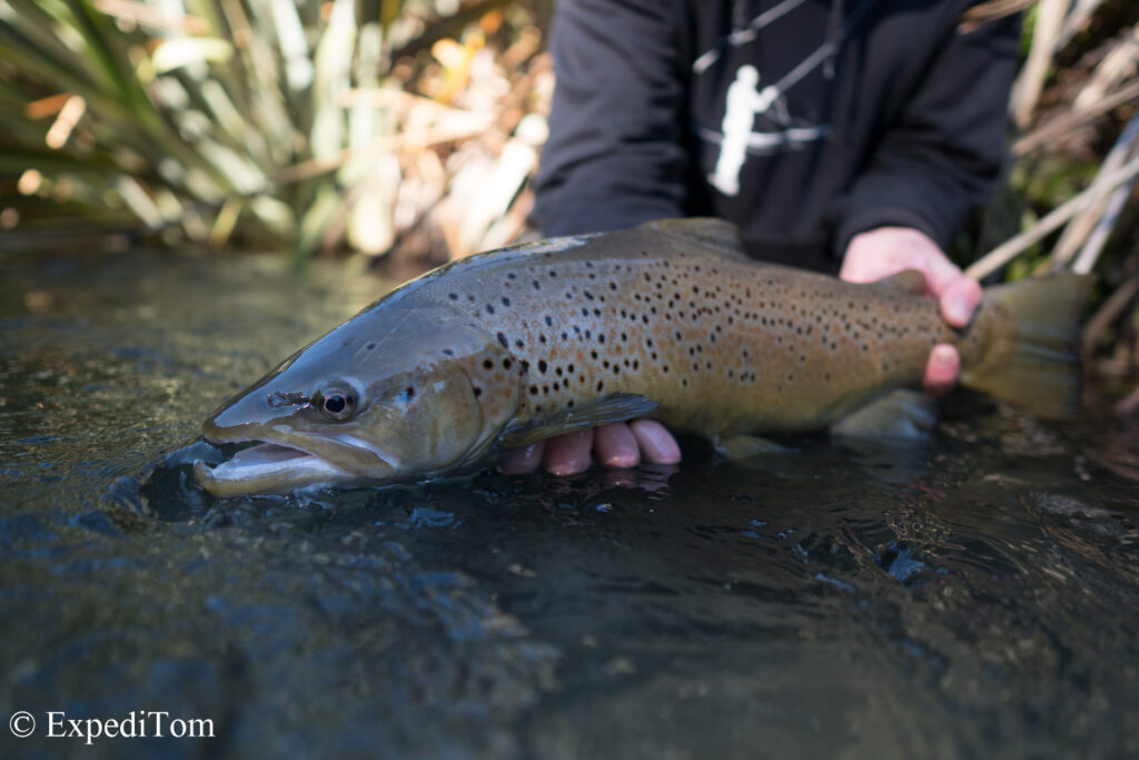 Fly Fishing the Taupo New Zealand ExpediTom