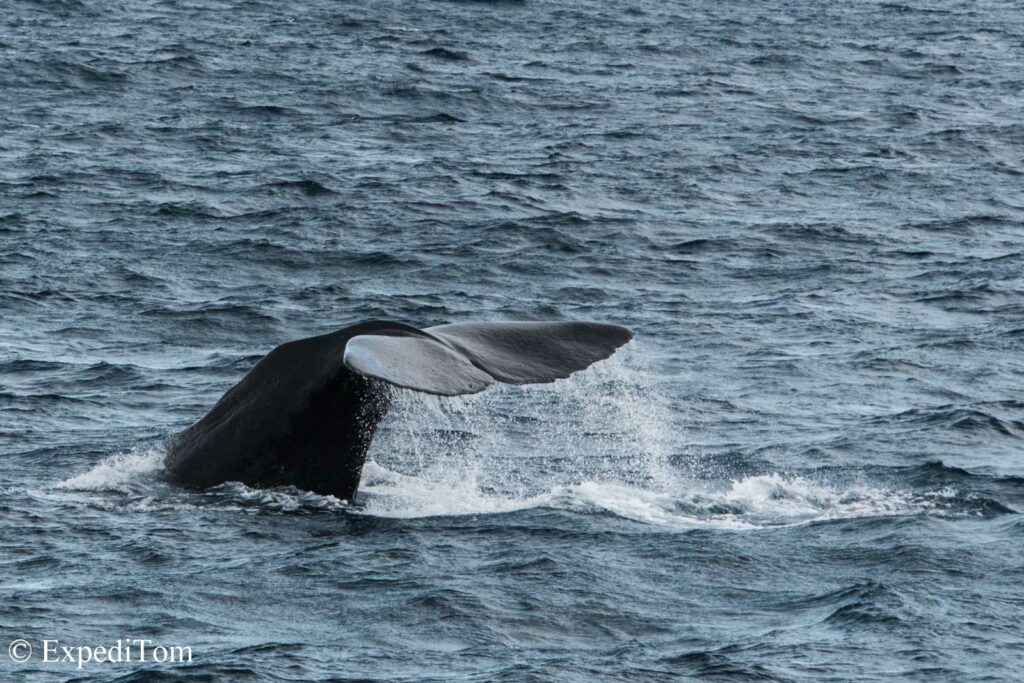 Sperm whale fin Kaikoura