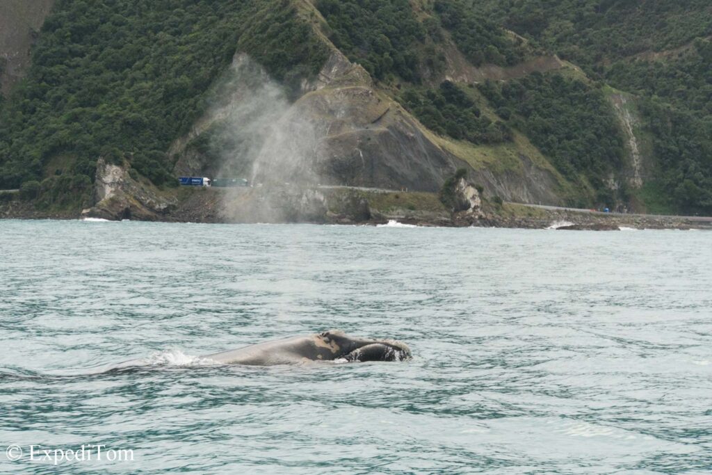 Southern Gray Whale which is apparently an endangered population