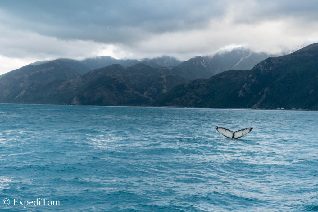 Humpback whale fin in front of Kaikoura range