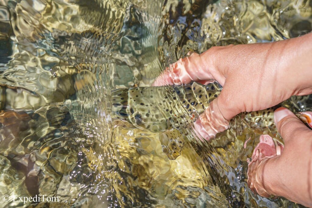 Brown trout caught by Heidi on a dry fly Brown trout caught by Heidi on a dry fly