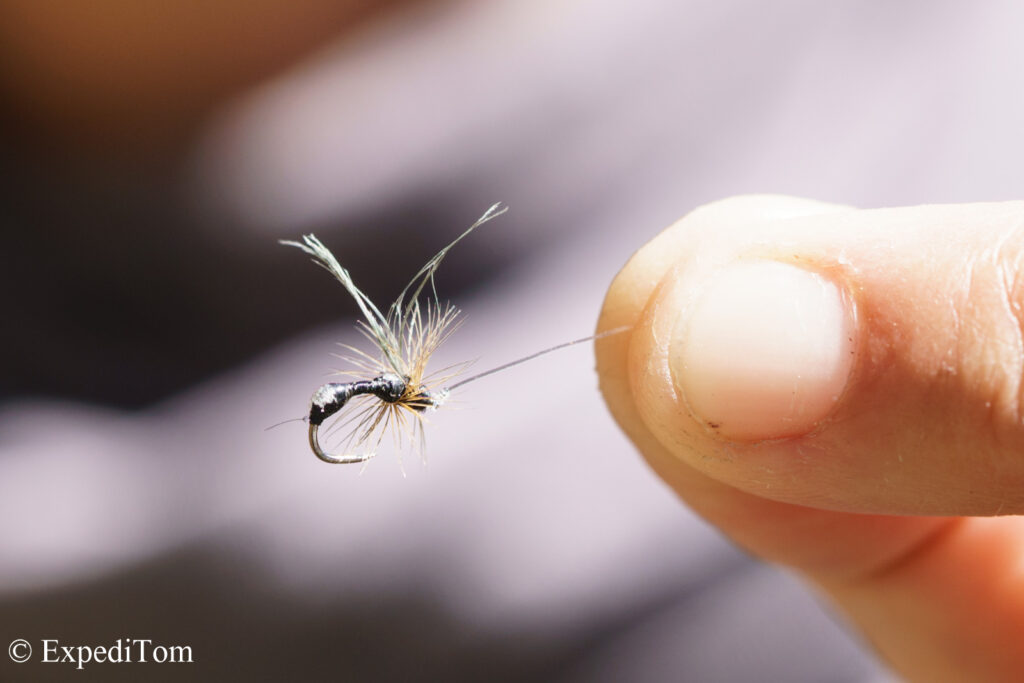 Success pattern: #20 black ant Success pattern: #20 black ant