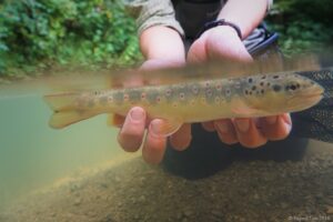 Trout underwater image
