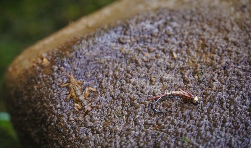Match the hatch with the wired stone fly nymph