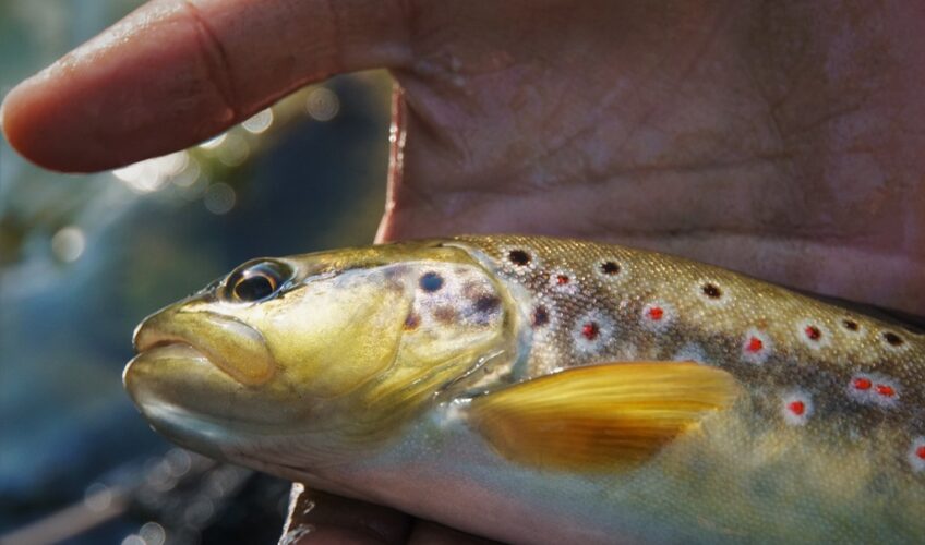 Brown trout close-up