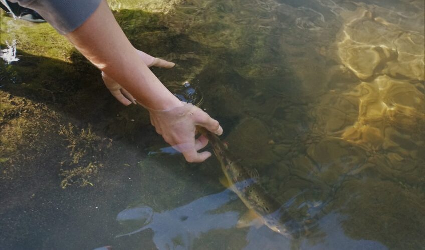 Release of a small trout
