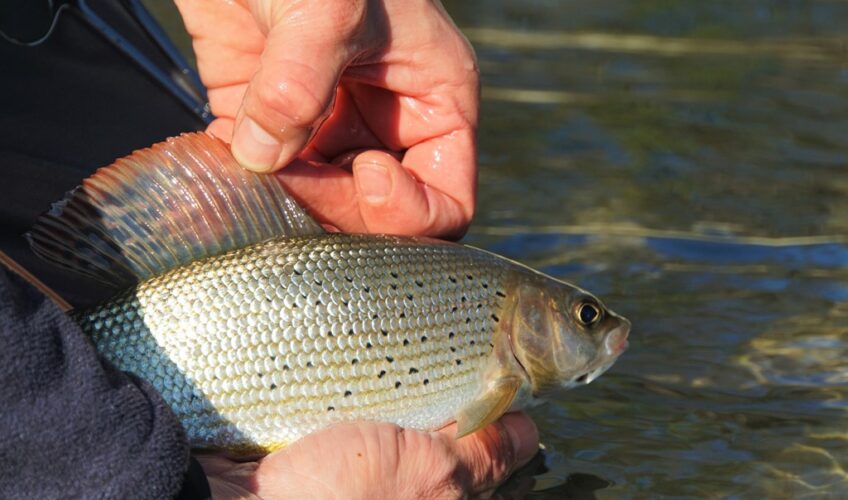Gorgeous grayling in Switzerland