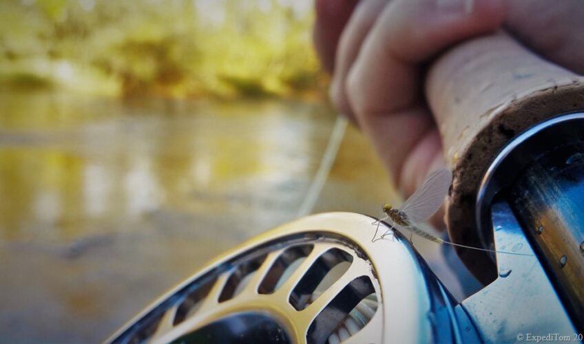 Male Mayfly (Scambus) on the Sage reel