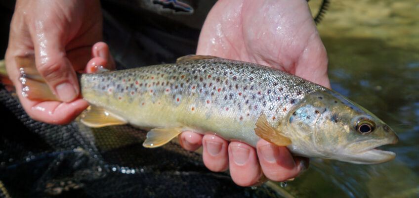 Wild brown trout