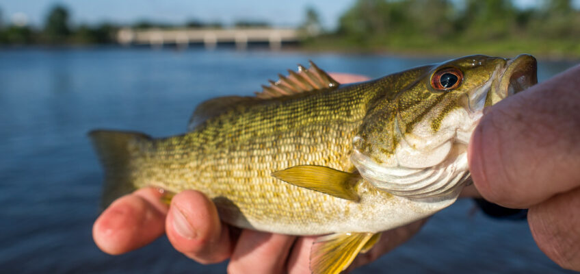 Bass Fly Fishing in Ottawa Canada (7)