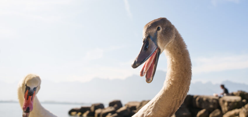 Angry swan