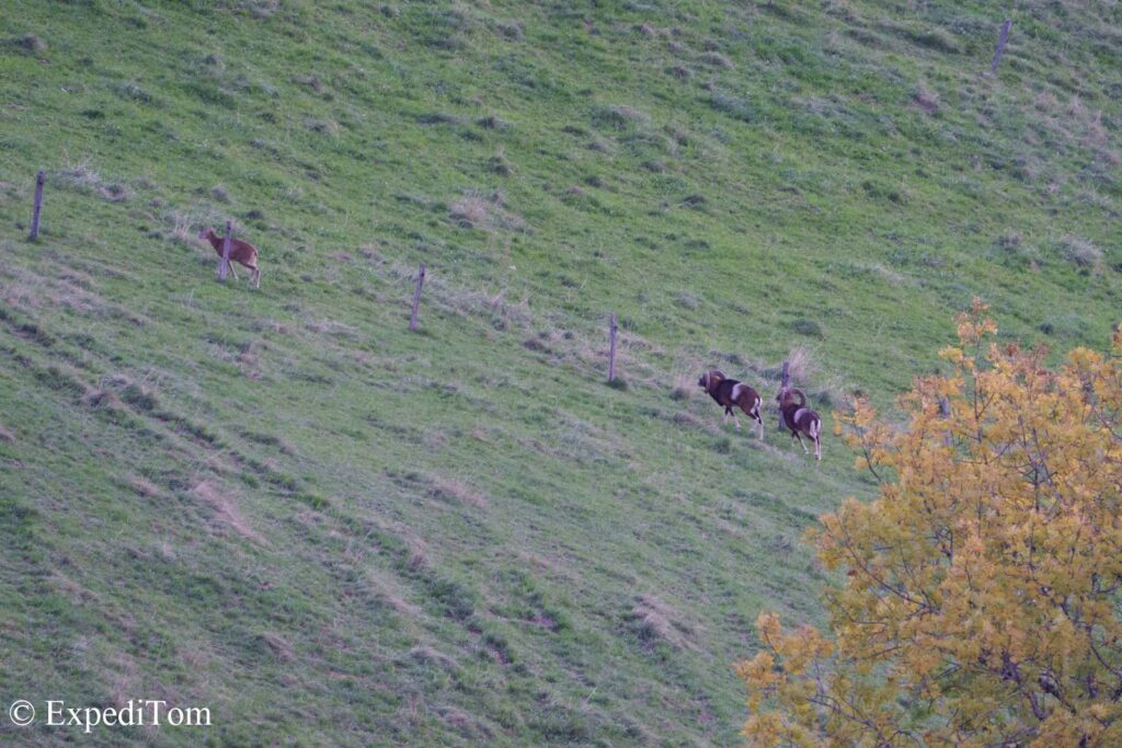 Mouflon viewed from our flat