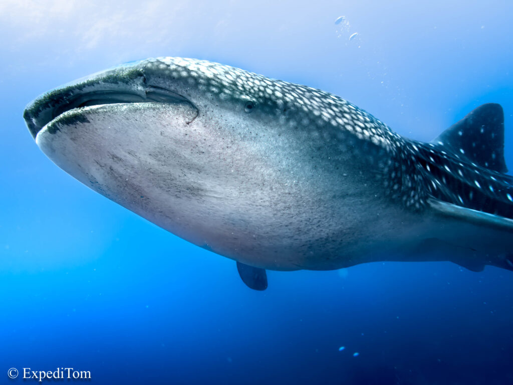 Whale shark at Tubbataha Reef