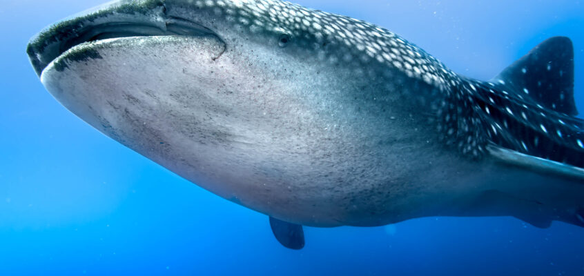 Liveaboard to Tubbataha Reef, Philippines