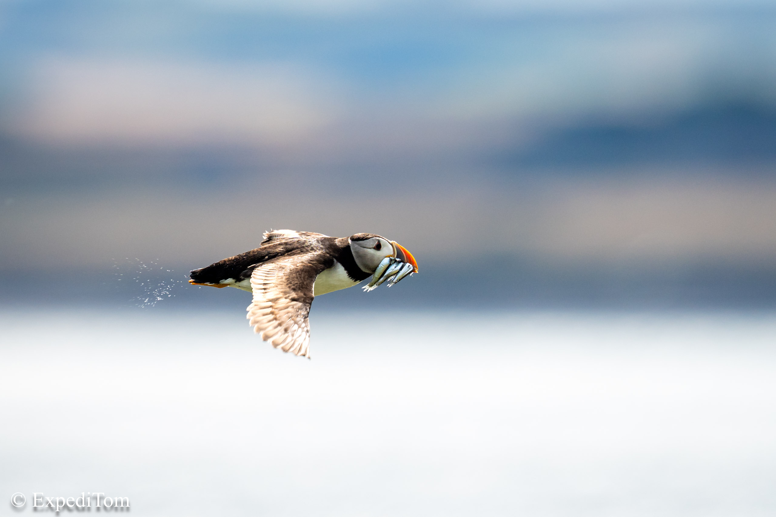 Puffin in flight with catch at Farne Island UK summer road trip