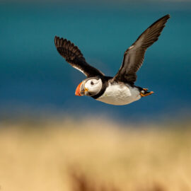 Puffin in flight Farne Island