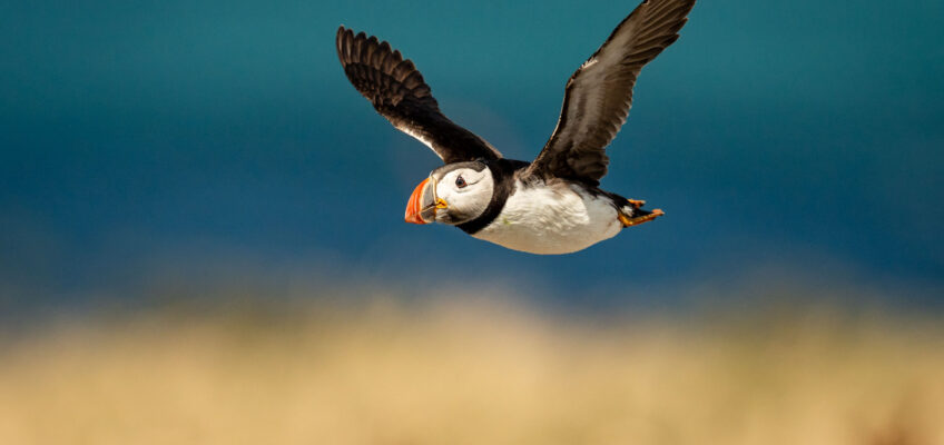 Puffin in flight Farne Island